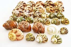 fsg - 30 select hermit crab shells lot 1"-2" size (opening 1/2"-1") seashells - includes polished tapestry turbos, silver turbos, silver mouth turbos and more.