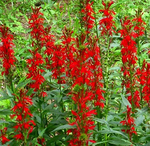 Cardinal Flower Seeds - Lobelia cardinalis -700 Seeds or .05 Gram