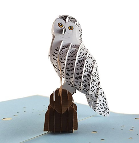 iGifts And Cards Magical Owl 3D Pop up Greeting Card - Animal, Zoo, Cute Bird, Nocturnal, Fun, Graduation, Happy Birthday, Just Because, Love, Friendship, Thank You, Special Occasion, BFF, Miss You