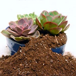 All Natural Succulent and Cactus Soil Mix by Perfect Plants | Made in The USA | 4 Quarts for All Succulent Varieties | Formulated for Proper Drainage