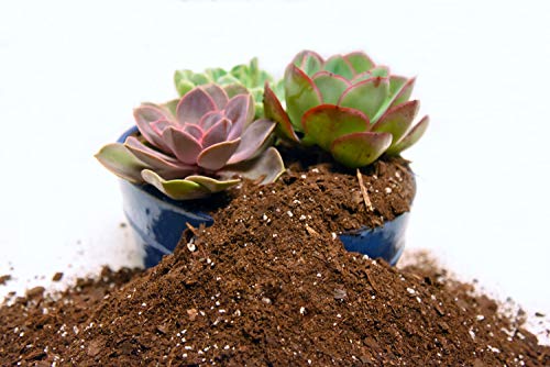 All Natural Succulent and Cactus Soil Mix by Perfect Plants | Made in The USA | 4 Quarts for All Succulent Varieties | Formulated for Proper Drainage