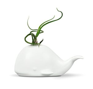 genuine fred fancy ceramic mini air plant/succulent holder, regular, whale