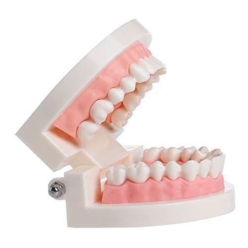 Brigedental Dentures Dental Teeth Teaching Model Adult Gums Standard Demonstration Tool for Kindergarten Brushing Teaching