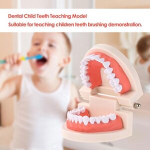 Brigedental Dentures Dental Teeth Teaching Model Adult Gums Standard Demonstration Tool for Kindergarten Brushing Teaching