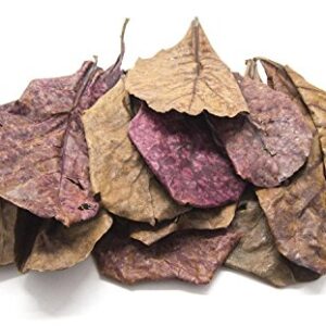 Aquatic Arts 10 Giant Catappa Indian Almond Leaves (4.5-6+ inches) - Dried/Prepared for Aquarium Use - for Live Freshwater Shrimp, Snails, Fish (Betta, Otocinclus) Tank Health