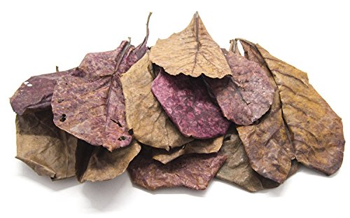 Aquatic Arts 10 Giant Catappa Indian Almond Leaves (4.5-6+ inches) - Dried/Prepared for Aquarium Use - for Live Freshwater Shrimp, Snails, Fish (Betta, Otocinclus) Tank Health