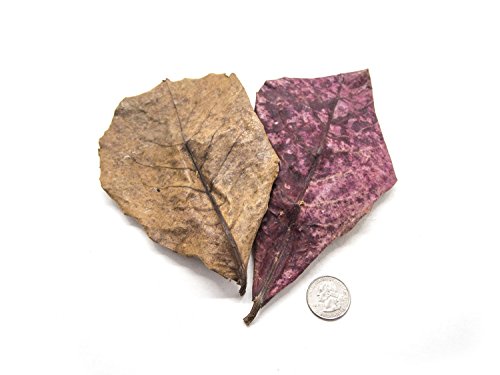 Aquatic Arts 10 Giant Catappa Indian Almond Leaves (4.5-6+ inches) - Dried/Prepared for Aquarium Use - for Live Freshwater Shrimp, Snails, Fish (Betta, Otocinclus) Tank Health