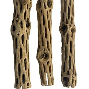 Awesome Aquatic Natural Cholla/Choya Wood 3 Pieces 6” for Shrimp Habitat and Food Treat Hermit Crabs Plecos Aquarium Decoration Lowers pH Hideouts and Chew Toys Reptiles Thorn Free Dried Organic