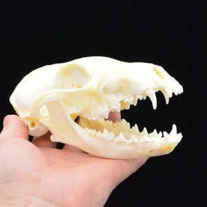 fox skull taxidermy supplies art bone vet medicine 1:1