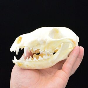 Fox Skull Taxidermy Supplies Art Bone Vet Medicine 1:1