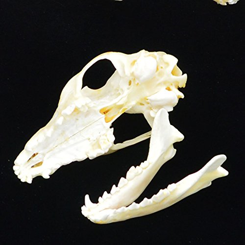 Fox Skull Taxidermy Supplies Art Bone Vet Medicine 1:1