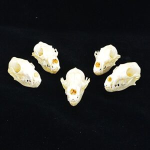 Fox Skull Taxidermy Supplies Art Bone Vet Medicine 1:1