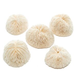 Mushroom Sea Coral | White Real Mushroom Coral 1"-1.5" (5-Pack) | Aquarium Ornament for Decoration | Plus Free Nautical eBook by Joseph Rains