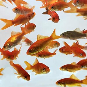 toledo goldfish live comet common feeder goldfish for ponds, aquariums or tanks – usa born and raised – live arrival guarantee – 0.75 to 1.5 inches, 10 fish