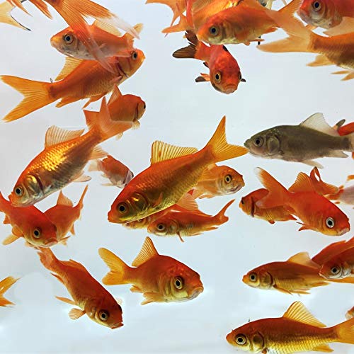 Toledo Goldfish Live Comet Common Feeder Goldfish for Ponds, Aquariums or Tanks – USA Born and Raised – Live Arrival Guarantee – 0.75 to 1.5 inches, 10 Fish