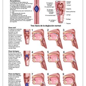Blue Tree Publishing Swallowing anatomy education (A4 laminated chart (Spanish))