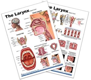 larynx anatomy chart