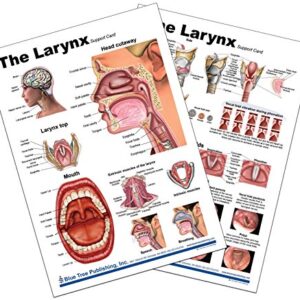 Larynx Anatomy Chart