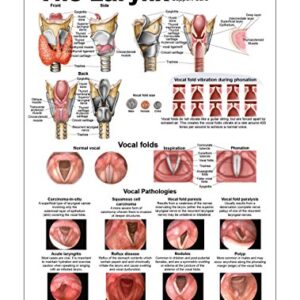 Larynx Anatomy Chart