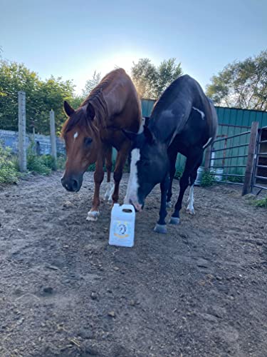 Smart Earth Camelina Horse Oil Supplement for Equine Care & Feed | Essential Oils for Joint Health | 1gal Jug