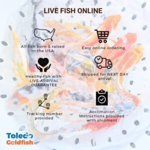 Toledo Goldfish Crayfish - Perfect for Ponds or Aquariums - 5 Count