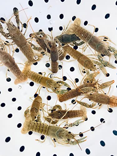 Toledo Goldfish Crayfish - Perfect for Ponds or Aquariums - 5 Count