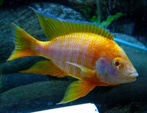 live fish - 6 albino sunshine aulonocara peacock african cichlid 1.25" - 2" breeding colony