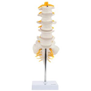 axis scientific lumbar spine anatomy model with sacrum and spinal nerves, lumbar vertebrae, vertebral model, spinal model didactic replica of lumbrosacral section with nerves, herniated disc at l4, includes base for display