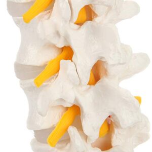 Axis Scientific Lumbar Spine Anatomy Model with Sacrum and Spinal Nerves, Lumbar Vertebrae, Vertebral Model, Spinal Model Didactic Replica of Lumbrosacral Section with Nerves, Herniated Disc at L4, Includes Base for Display