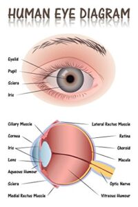 human eye anatomy medical chart educational diagram cool wall decor art print poster 24x36