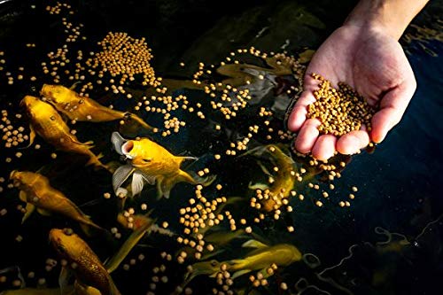 Blue Ridge Fish Food [25lb], Probiotic Plus 3/16" Floating Pellet, Koi and Goldfish