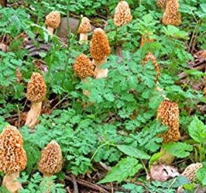 Large Kit Morel Mushroom Spores in Sawdust Seed Spore kit from WV 25 Gallon kit