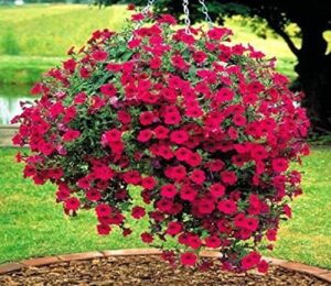 red petunia "fire chief ( 500 seeds) flower great in hanging baskets,containers.