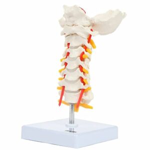 Axis Scientific Cervical Vertebra Model with Spinal Nerves and Arteries ...