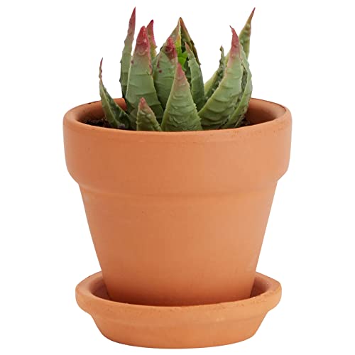 Juvale 2-Inch 16-Pack Small Terracotta Pots with Saucers and Drainage Hole, Paintable Pottery for Succulents, Plants, Flowers, Cactus, Garden Nursery, and Wedding Decor