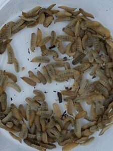 live black soldier fly larvae (same insect as phoenix worms) (hermetia illucens) (500)