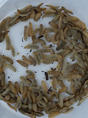 Live Black Soldier Fly Larvae (Same Insect as Phoenix Worms) (Hermetia Illucens) (500)