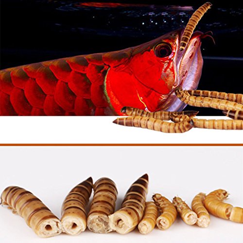 JackSuper 280g High Protein Turtle Food Mealworms Bulk Fresh Dried Mealworms Treats for Reptile Snacks Bird Chicken Fish Food