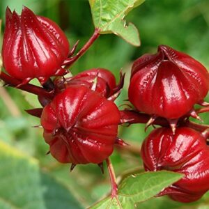 red roselle seeds (hibiscus sabdariffa) packet of 50 seeds
