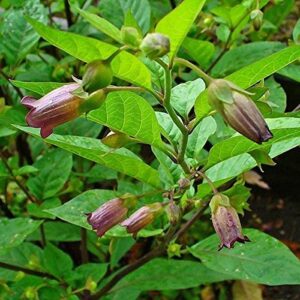 belladonna seeds (atropa belladonna) packet of 30 seeds