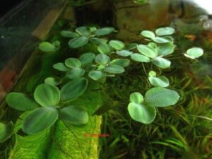dwarf water lettuce, pistia stratiotes, live aquarium plant (6 plants)