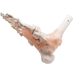 foot joint model human foot ankle joint model with ligament medical science life size