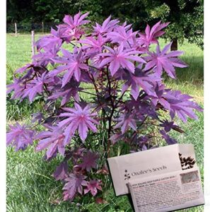 onalee's seeds castor bean -deep purple- new zealand purple, tropical look, fast growing - ricinus communis, (16+ seeds) grown in and shipped from usa!