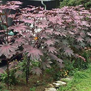 Onalee's Seeds Castor Bean -Deep Purple- New Zealand Purple, Tropical Look, Fast Growing - Ricinus Communis, (16+ Seeds) Grown in and Shipped from USA!