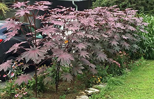 Onalee's Seeds Castor Bean -Deep Purple- New Zealand Purple, Tropical Look, Fast Growing - Ricinus Communis, (16+ Seeds) Grown in and Shipped from USA!