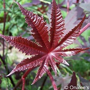 Onalee's Seeds Castor Bean -Deep Purple- New Zealand Purple, Tropical Look, Fast Growing - Ricinus Communis, (16+ Seeds) Grown in and Shipped from USA!