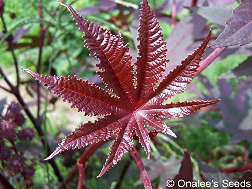 Onalee's Seeds Castor Bean -Deep Purple- New Zealand Purple, Tropical Look, Fast Growing - Ricinus Communis, (16+ Seeds) Grown in and Shipped from USA!