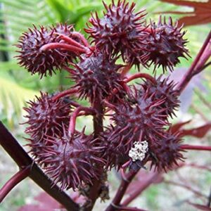 Onalee's Seeds Castor Bean -Deep Purple- New Zealand Purple, Tropical Look, Fast Growing - Ricinus Communis, (16+ Seeds) Grown in and Shipped from USA!