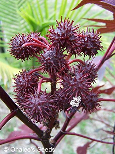 Onalee's Seeds Castor Bean -Deep Purple- New Zealand Purple, Tropical Look, Fast Growing - Ricinus Communis, (16+ Seeds) Grown in and Shipped from USA!