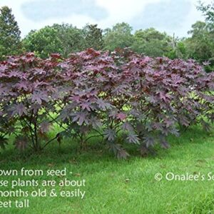 Onalee's Seeds Castor Bean -Deep Purple- New Zealand Purple, Tropical Look, Fast Growing - Ricinus Communis, (16+ Seeds) Grown in and Shipped from USA!